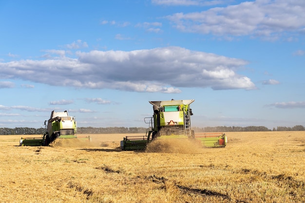 Mähdrescher ernten Reisweizen auf einem Bauernhof Bild der Landwirtschaft