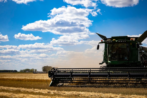 Mähdrescher erntet reifen Weizen. Landwirtschaft.