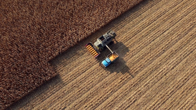 Mähdrescher gießt den Mais nach der Ernte auf das Feld in die Rückseite des Frachtfahrzeugs