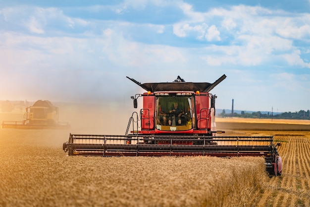 Mähdrescher in Aktion auf Weizenfeld. Bei der Ernte wird eine reife Ernte von den Feldern gesammelt.