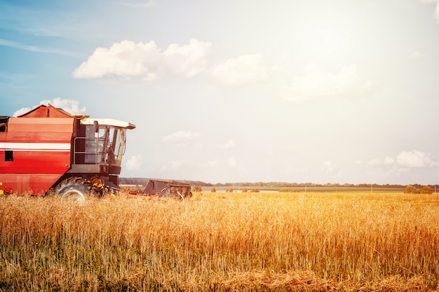 Mähdrescher-Landwirtschaftsmaschine, die goldenen reifen Weizen erntet