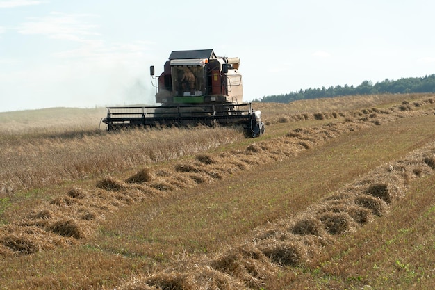 Mähdrescher während der Arbeit auf dem Feld mit Weizen während der Erntekampagne Mähdrescher, der das Weizenfeld erntet Die Erntezeit von Getreidekulturen