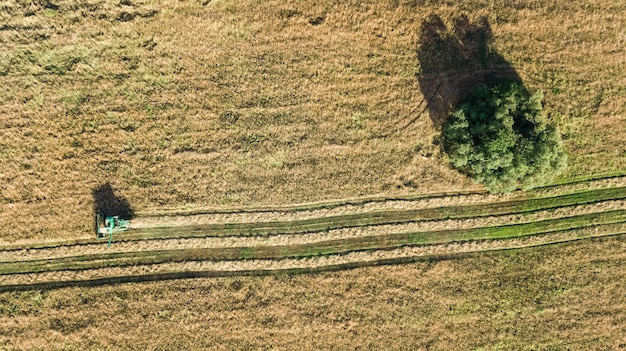 Mähdreschermaschine, die in der Luftdrohnenansicht des Feldes von oben arbeitet, Mähdrescherlandwirtschaft