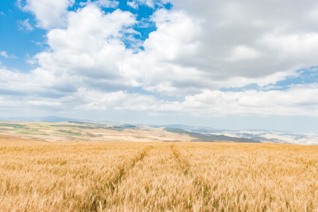 Mähdrescherspur in einem Weizenfeld