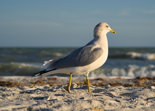 Foto mähnchen sitzt am strand