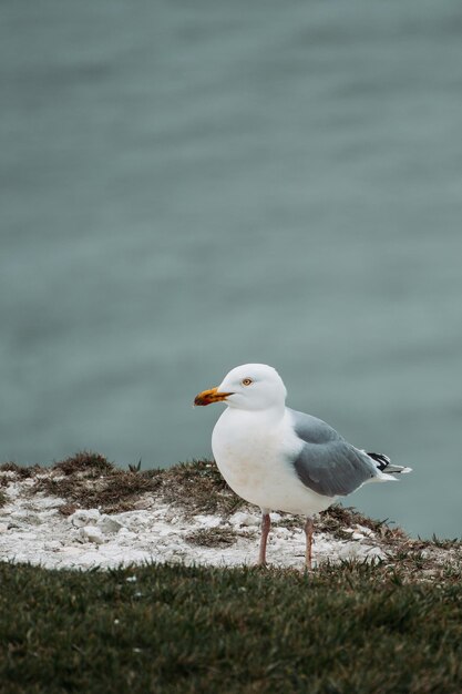 Foto mähnchen sitzt am strand