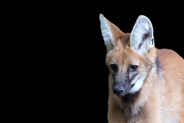 Mähnenwolf auf schwarzem Hintergrund