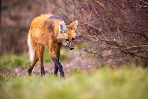 Mähnenwolf in seinem Naturlebensraum. Schöne Wiesen. Erstaunliche Tiere in der Natur. Südamerika.