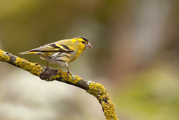 Männchen aus eurasischem Zeisig, Meise, Vögeln, Liedverd, Tier, Carduelis spinus