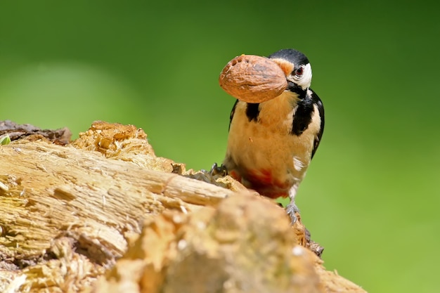 Männchen Buntspecht am Futterhäuschen