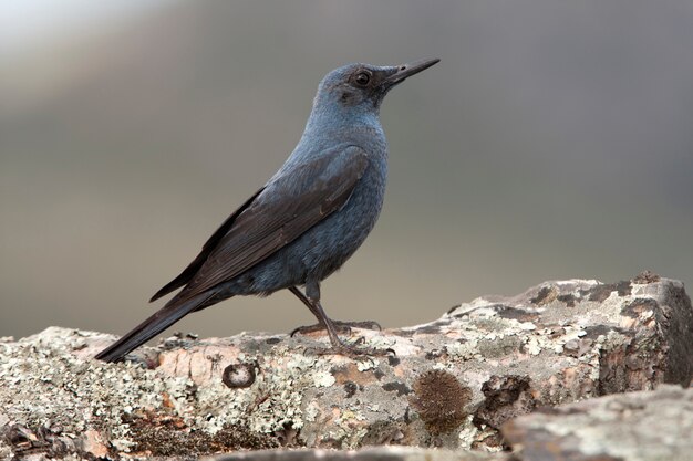 Männchen der blauen Felsdrossel, Vögel, Singvögel, Felsdrossel, Monticola solitarius