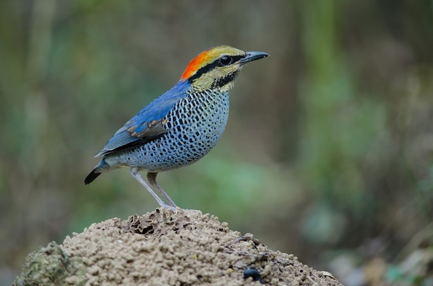 Männchen der blauen Pitta (Pitta cyanea)