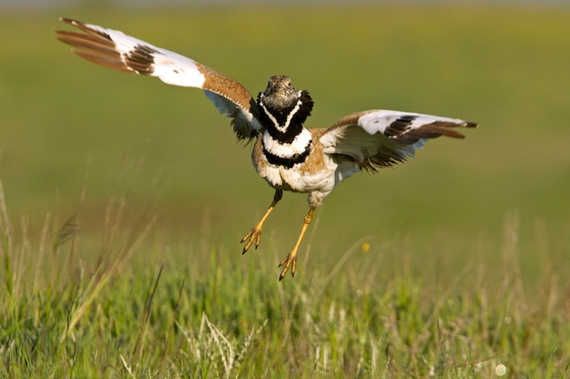 Männchen der kleinen Trappe, die in der Paarungszeit auf seinem Gebiet springt, Vögel, Busard, Tetrax-Tetrax