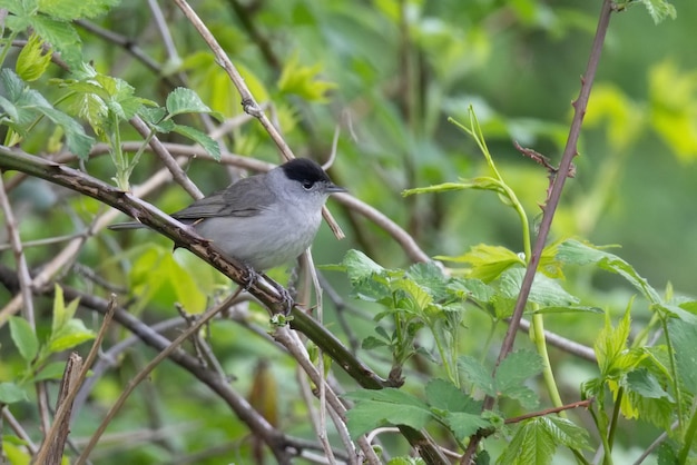 Männchen der Mönchsgrasmücke oder Sylvia atricapilla