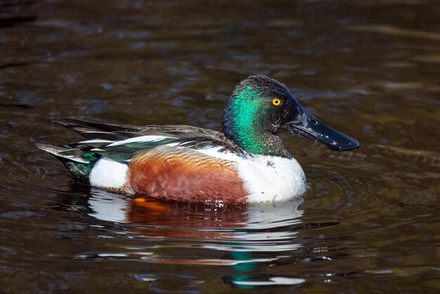 Foto männchen der nördlichen schaufel in einem teich