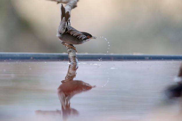 Männchen der sardischen Warbler Sylvia melanocephala Malaga Spanien