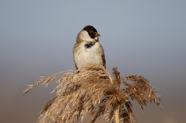 Männchen der schilfammer (emberiza schoeniclus) sind nahaufnahmen in ihrem natürlichen lebensraum im sanften morgenlicht. detailliertes foto zur identifizierung des vogels.