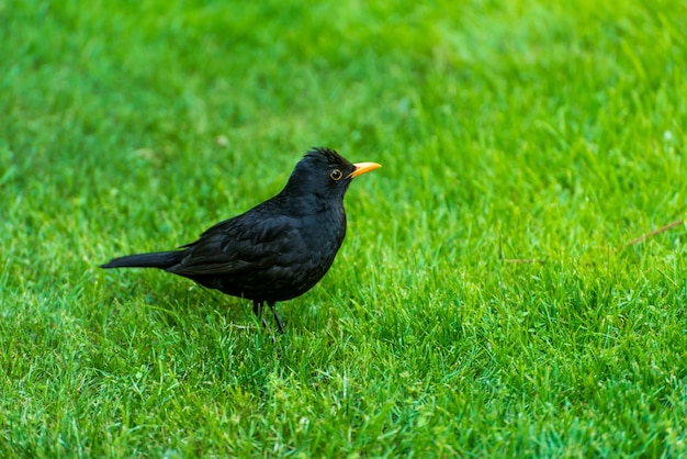Männchen der schwarzen Drossel im grünen Gras im Frühjahr sucht es im Gras nach Nahrung für kleine Vögel
