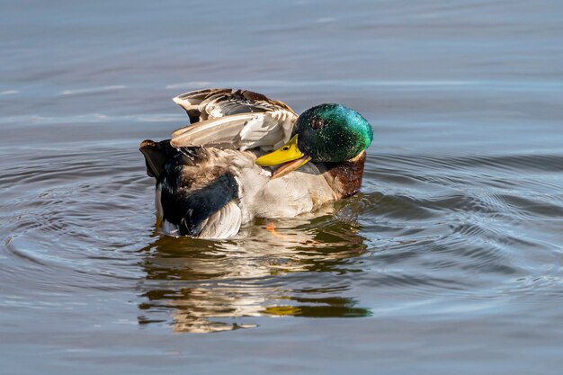 Männchen der Stockente im Naturpark der Sümpfe