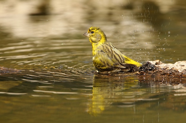 Männchen des europäischen Serins, das im Sommer in einem natürlichen Frühling badet, Vögel, Singvogel, Sperlingsvogel, Serinus serinus, Serin