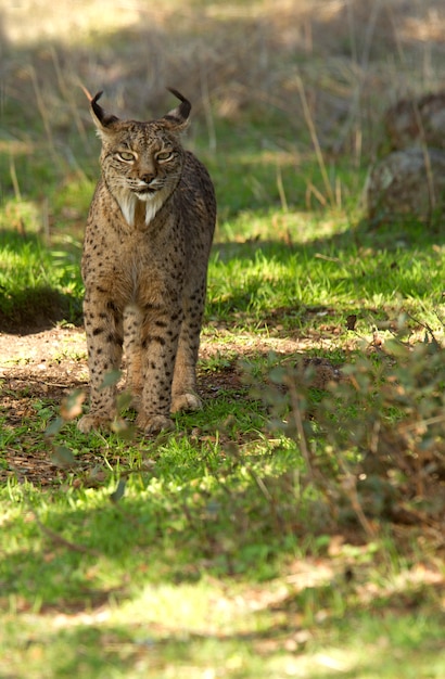 Männchen des Iberischen Luchses in den Nebel, Rotluchs, Wildkatze, Luchs pardinus, Luchs