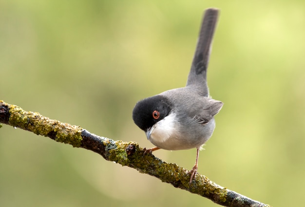 Männchen des sardischen Trällers, Waber, Vögel, Sylvia melanocephala