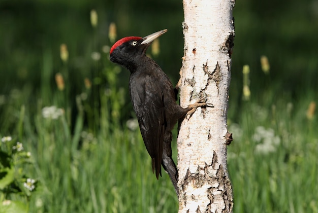 Männchen des schwarzen Spechts mit dem ersten Licht des Morgens, Specht, Vögel, Dryocopus martius