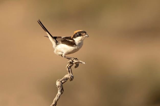 Männchen des Waldschnabelwürgers in den Lichtern des späten Nachmittags