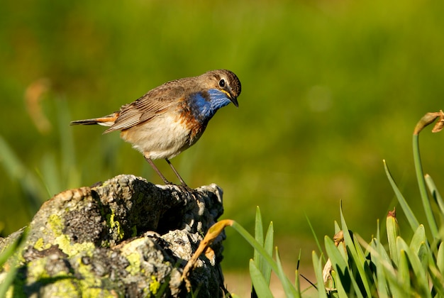 Männchen von Bluethroat mit dem Gefieder der Paarungszeit, Vögel, Singvögel, Luscinea svecica