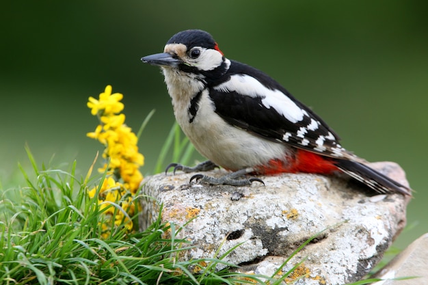 Männchen von Buntspecht, Vögeln, Specht, Tieren, Dendrocopos major