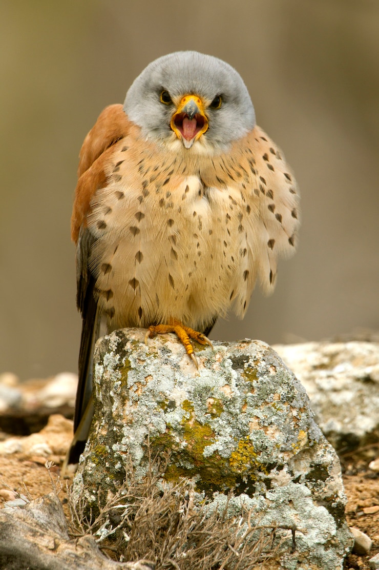 Männchen von Turmfalke, Falke, Vögel, Raubvogel, Falke, Falco naunanni