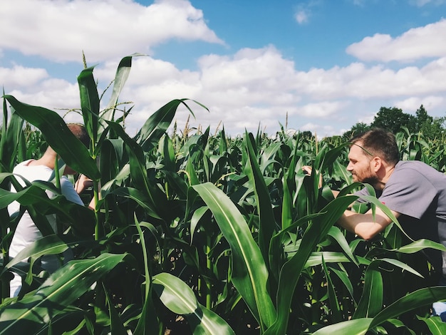 Männer auf dem Maisfeld gegen den Himmel