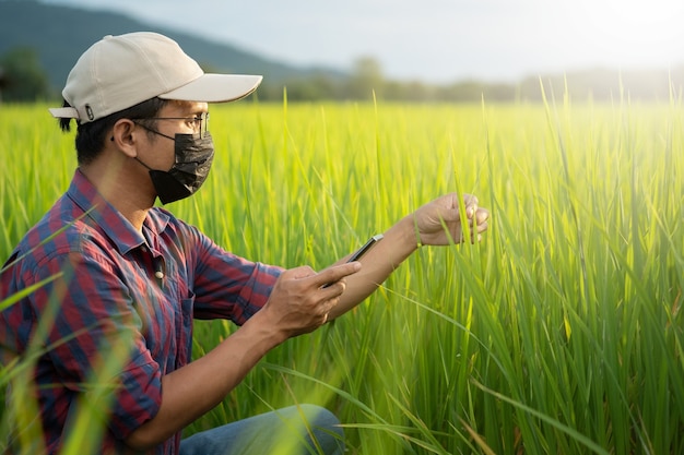 Männer, die gestreifte Hemden mit Mütze tragen, stehen, um das Telefon auf Reisfeldern mit Kopierraum zu benutzen. Smart Farmer-Konzept mit Smartphone in Reisfeldern.