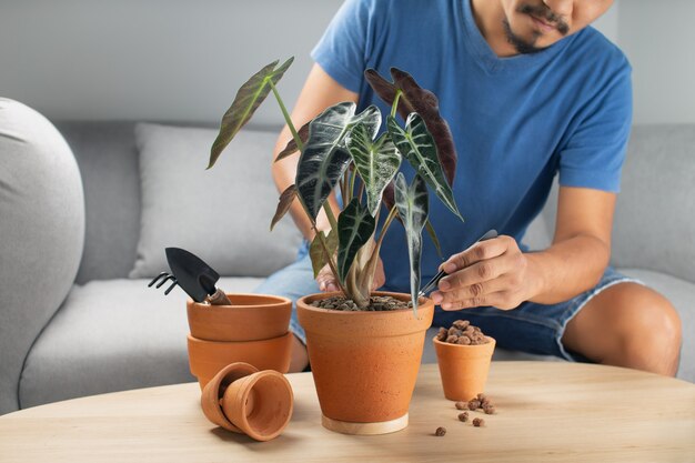 Männer gärtner hand transplantation alocasia bambino pfeil oder alocasia sanderiana stier in tontopf auf dem holztisch. konzept des hausgartens.