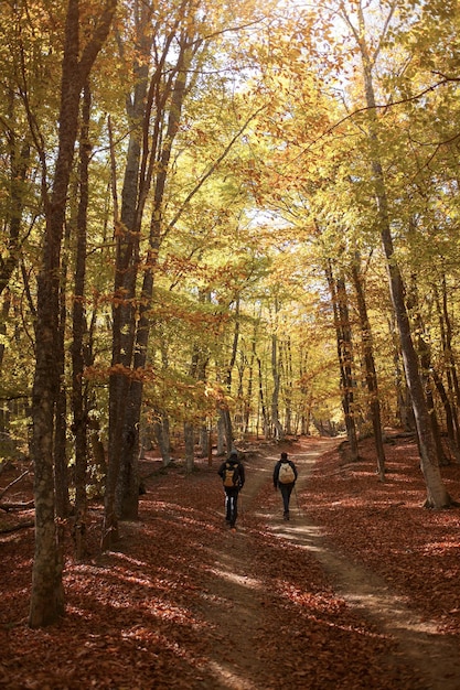 Männer gehen in die zauberhafte, sonnige Waldlandschaft mit bunten Herbstblättern