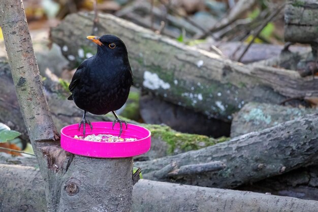 Männliche Amsel (Turdus merula) stehend auf einem rosafarbenen Glasdeckel mit Samen gefüllt