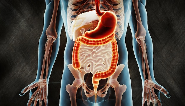 Foto männliche anatomie des darmsystems beim menschen 3d-rendering-konzept und medizinisches technologie-netzwerk