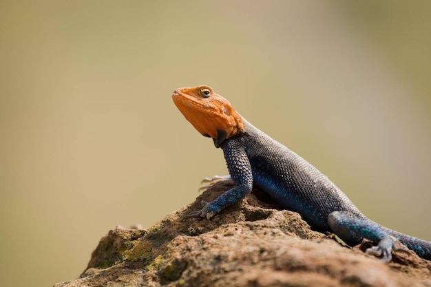 Männliche Baum-Agama-Eidechse in Tansania