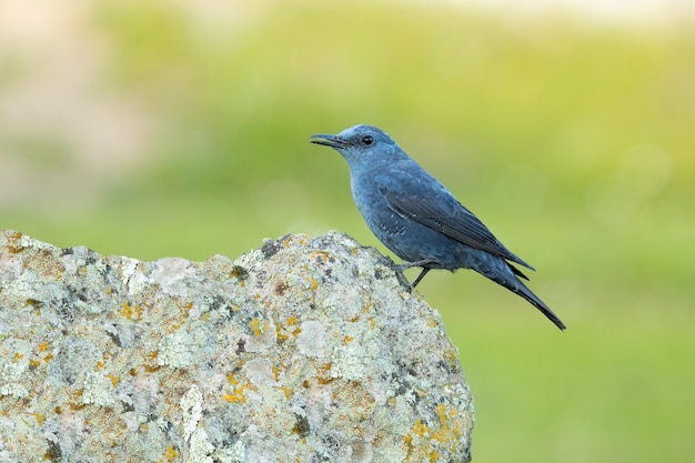 Männliche blaue Felsdrossel im Brunftgefieder auf seinem Lieblingsbarsch in der Natur mit dem ersten Licht der Morgendämmerung