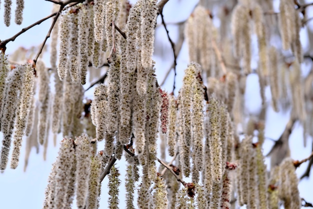 Männliche Blüten der schwarzen Erle