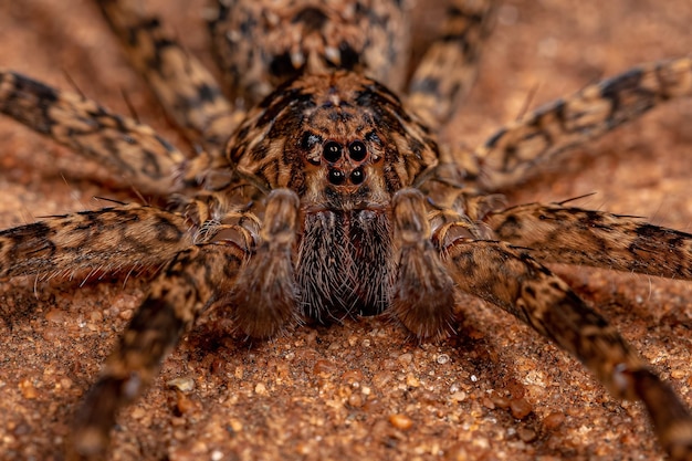 Männliche erwachsene Wanderspinne