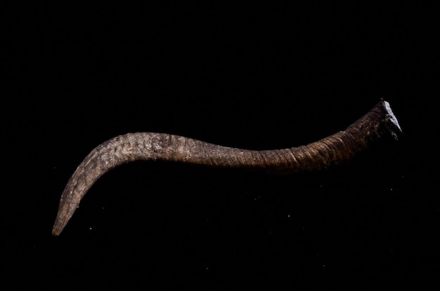 Männliche erwachsene Ziege Horn auf schwarzem Hintergrund