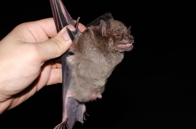 Foto männliche fledermaus mit freiliegenden hoden