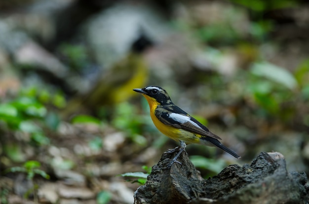 Männliche gelbe Rumped Flycatcher (Ficedula Zanthopygia)