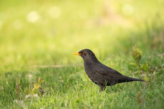 Männliche gemeine Amsel, Turdus merula, sitzend auf dem Gras