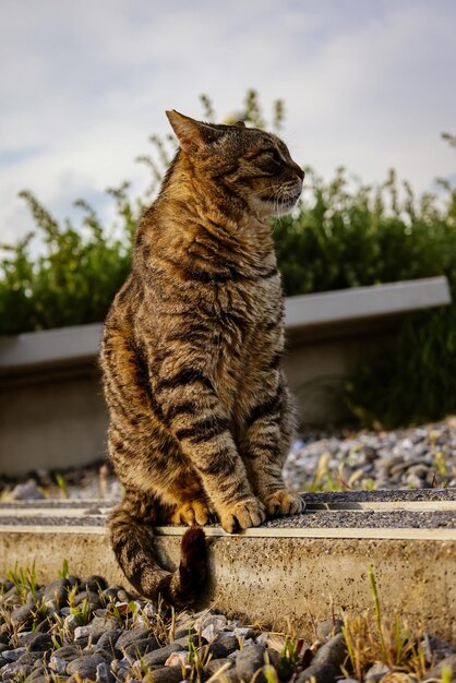 Foto männliche getigerte braune katze sitzt auf dem boden mit kleinen steinen