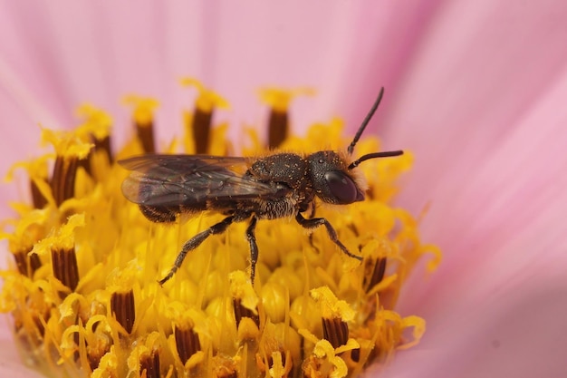 Männliche großköpfige Harzbiene, Heriades truncorum auf der violetten Blume der Cosmos-Pflanze