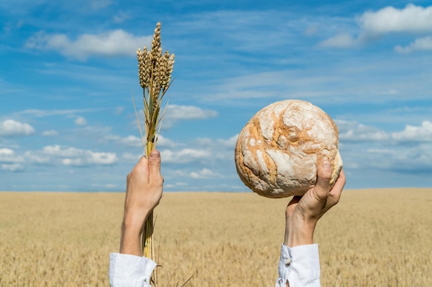 Männliche Hände halten selbstgebackenes Brot und Weizenohren über seinem Kopf über einem blauen Sommerhimmel