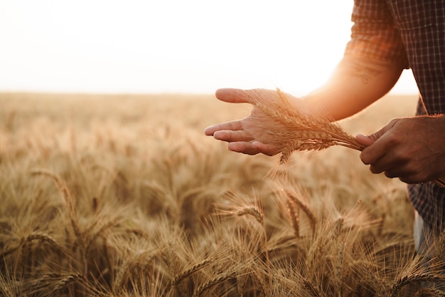 Männliche Hand berührt Weizenähren auf dem Feld bei Sonnenuntergang