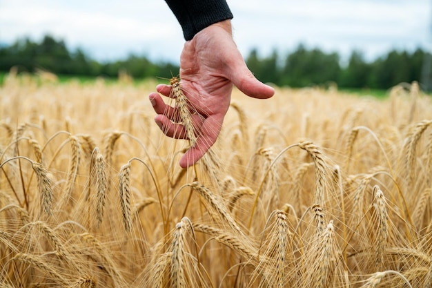 Männliche Hand, die nach unten reicht, um eine reifende goldene Ähre sanft zu berühren und zu streicheln